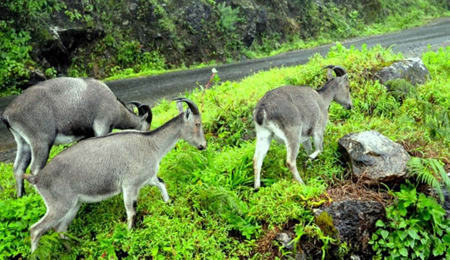 Mukurthi National Park