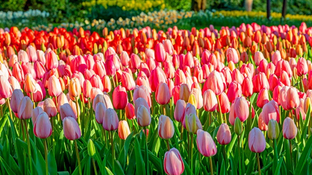 Keukenhaf Gardens, Lisse, the Netherlands