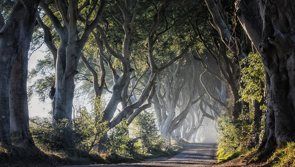 The Dark Hedges, Northern Ireland